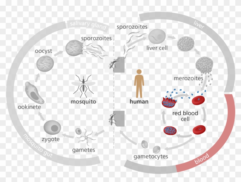 Illustration Highlighting The Red Blood Cell Stage - Discuss Malaria Life Cycle Clipart