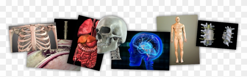 Body Systems Elearni - Skull Clipart #3602284