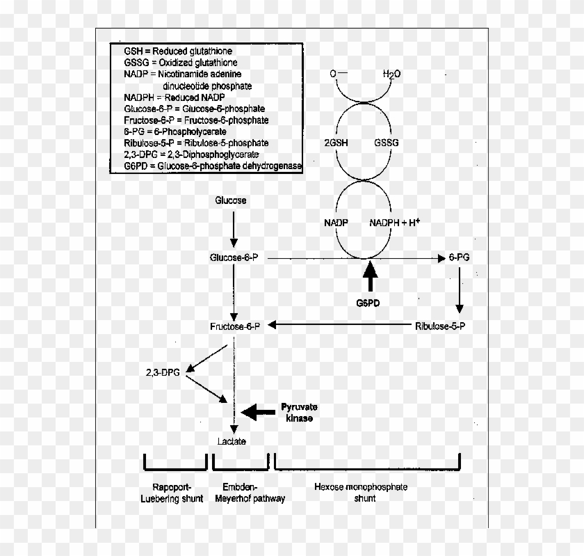 Red Blood Cell Metabolic Pathways - Red Blood Cells Metabolic Pathways Clipart #3602472