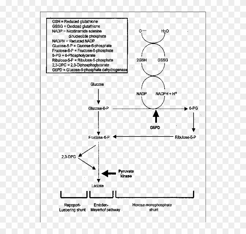 Red Blood Cell Metabolic Pathways - Red Blood Cells Metabolic Pathways Clipart