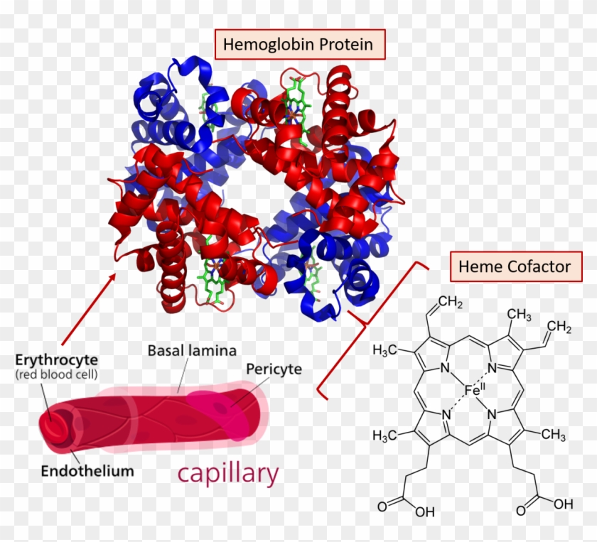 The Hemoglobin Protein Makes Up About 95% Of The Dry - Protein With Alpha Helix And Beta Sheet Clipart #3603101