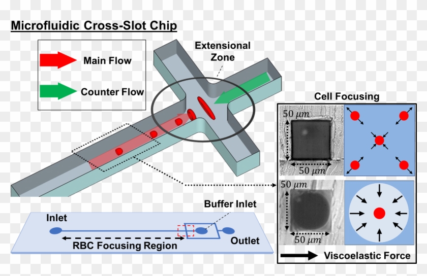 Alterations In Red Blood Cell Deformability Modulate - Aerospace Engineering Clipart