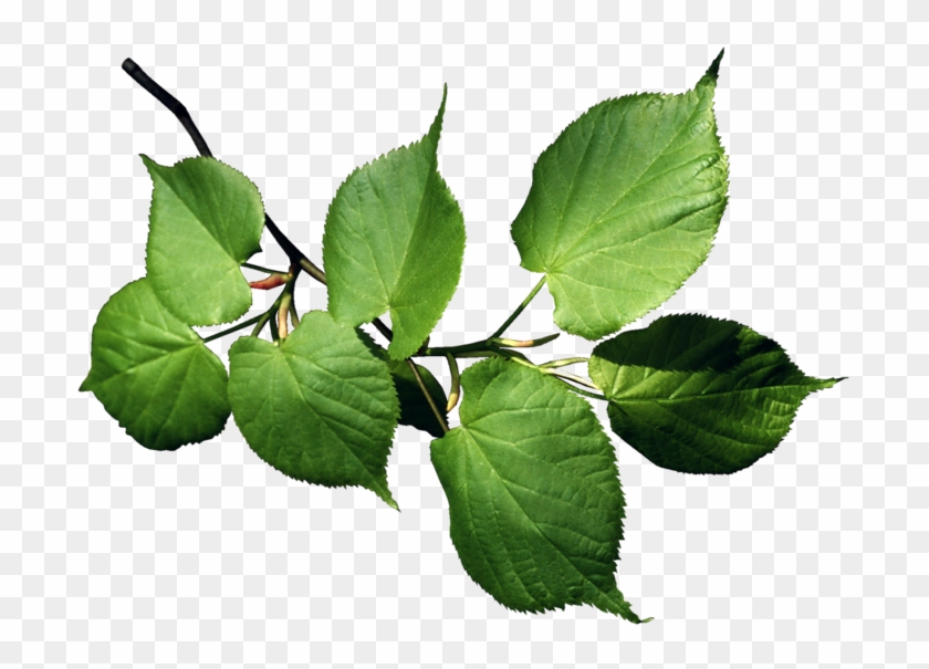 Jardin L' Amour Scrapbook, Plants, Gardens, Love, Scrapbooking, - Деревья Презентация Clipart