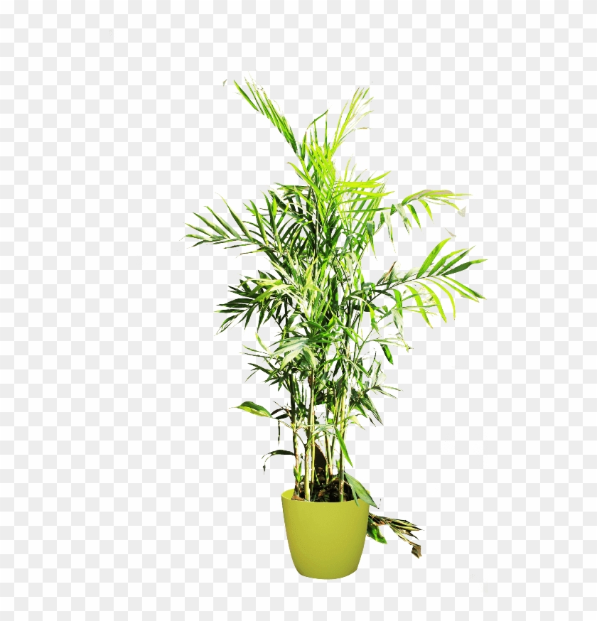 If You Like This Template And Want To Use Them, Please - Houseplant Clipart