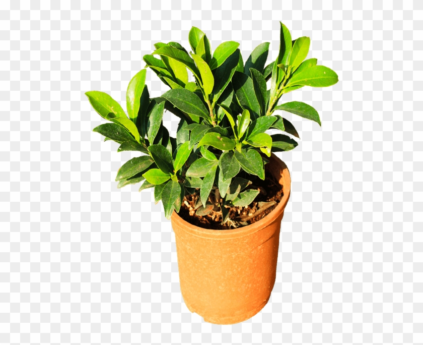 If You Like This Template And Want To Use Them, Please - Flowerpot Clipart