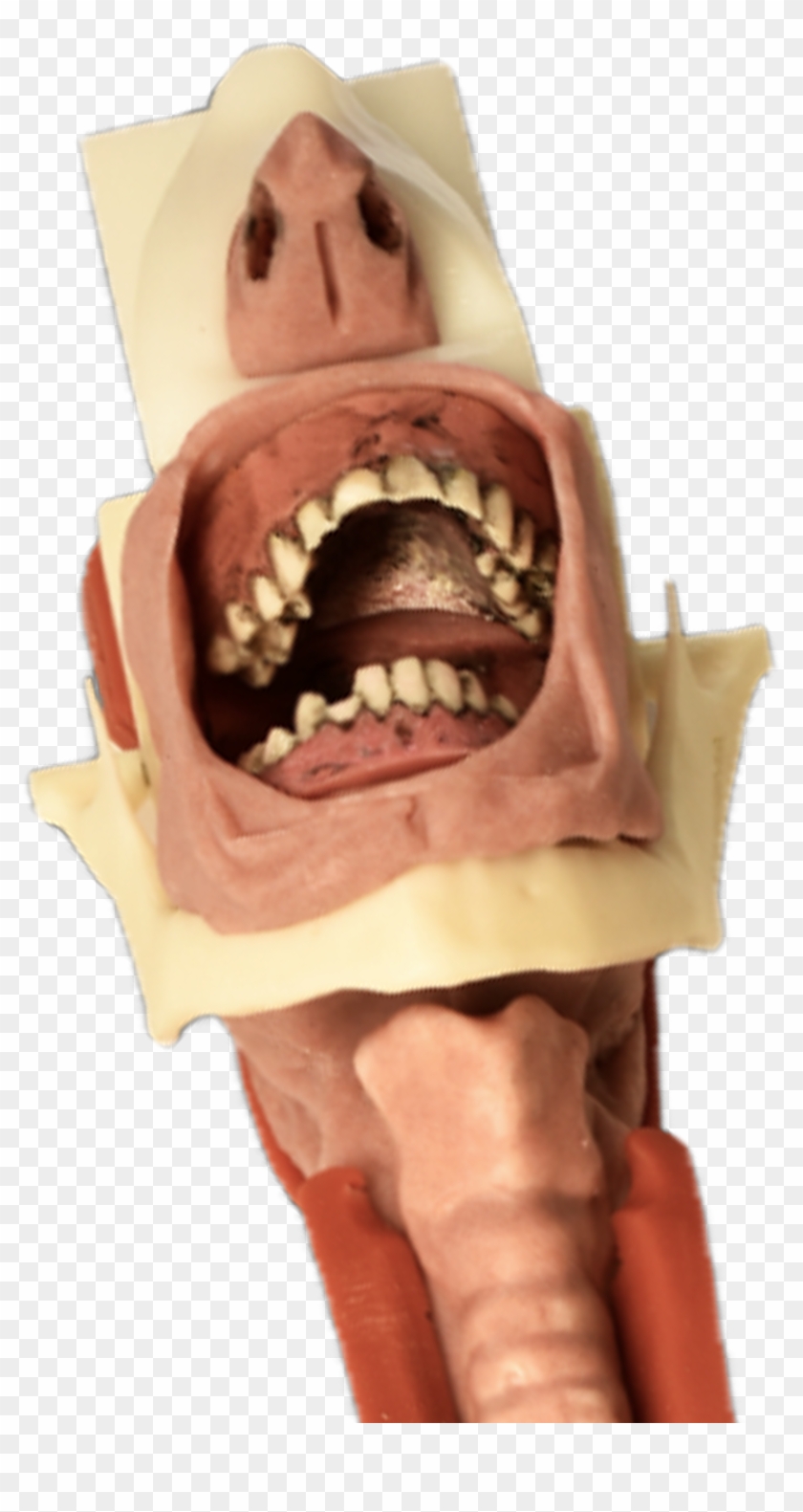 Burn - Tongue Clipart #3604127