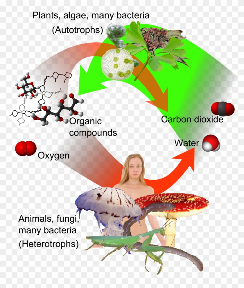 Auto-and Heterotrophs - Plant And Animal Immune System Clipart #3604265