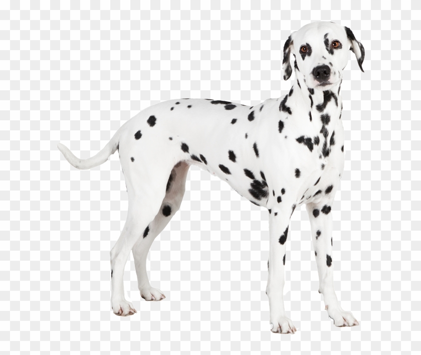 Dalmatian , Png Download - Dalmatian Clipart