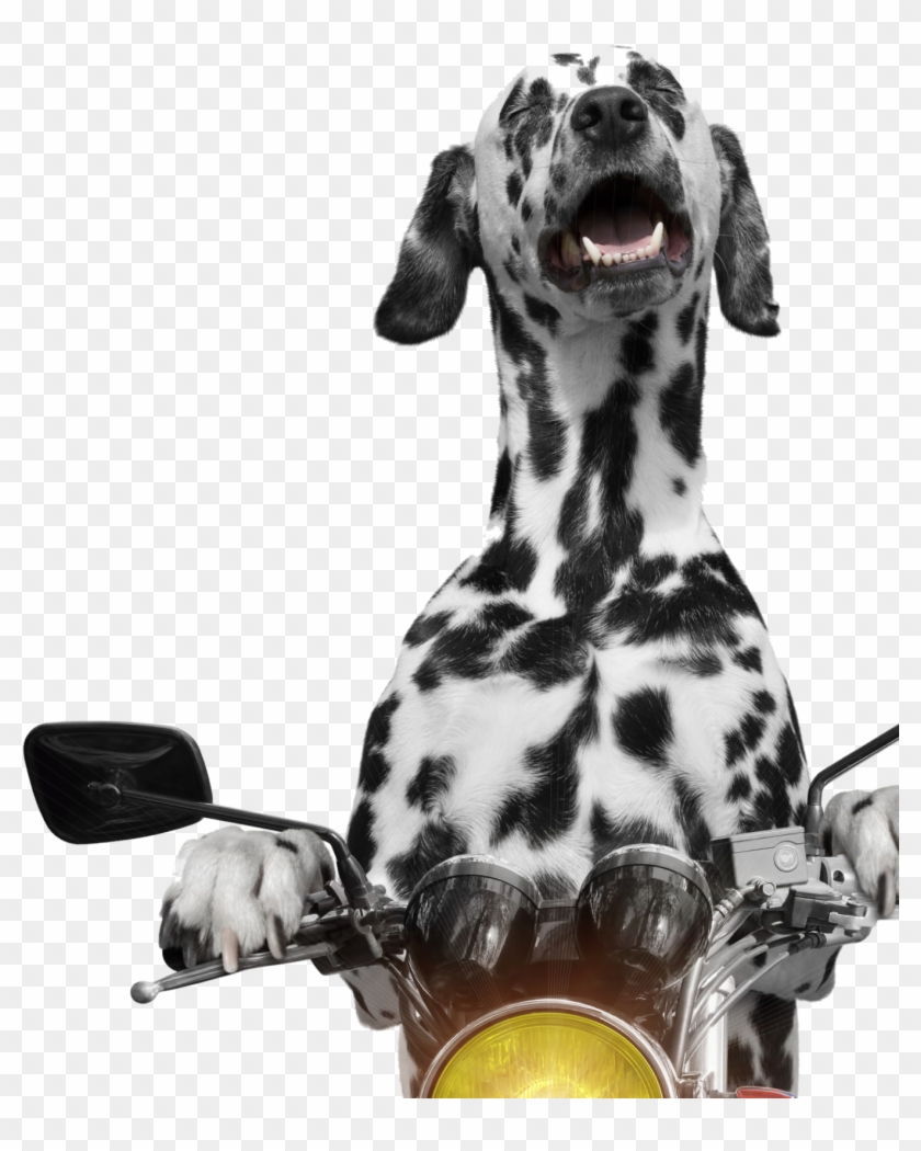 Dog And Cat Riding Motorcycle Clipart #3604697