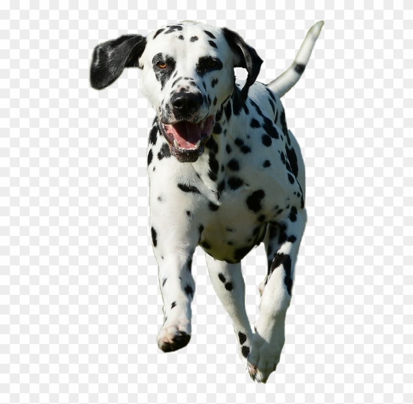 Dalmatian Clipart #3604737