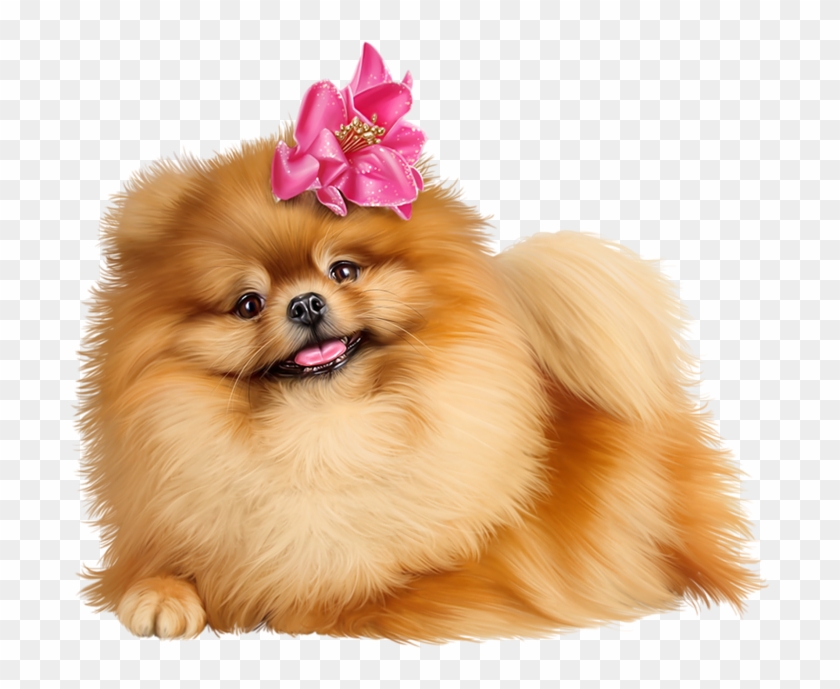 Cute Pomeranian Puppies - Free Pomeranian Clip Art - Png Download