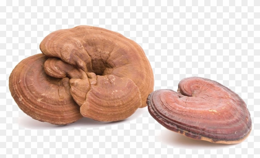 Toadstool Png Photo - Ganoderma Lucidum Clipart