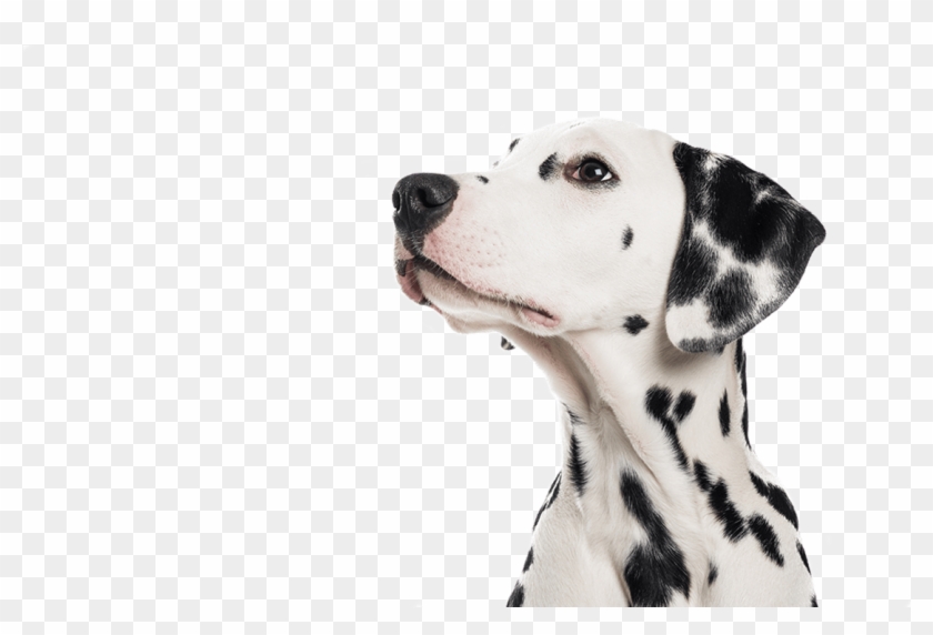 Pet Boarding, Dog Training, Dalmatian, Merton - Dalmatian Clipart