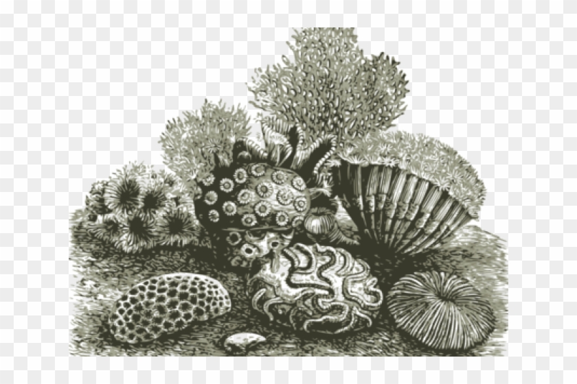 Coral Reef Clipart Fan Coral - Coral Reef Drawing Transparent - Png Download