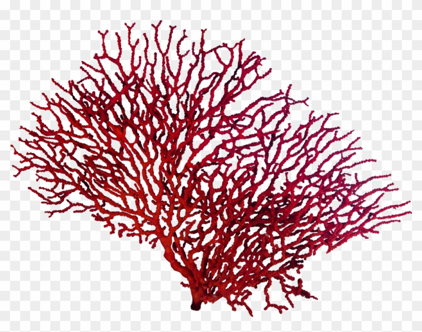 #coral #reef #water #sealofe - Corals Png Clipart