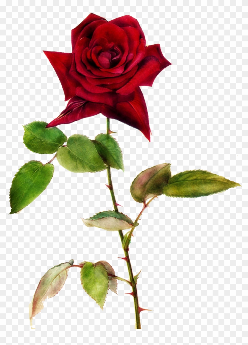 Single Red Rose Clip Art Free Best - Picsart Transparent Background Rose Png #3608996