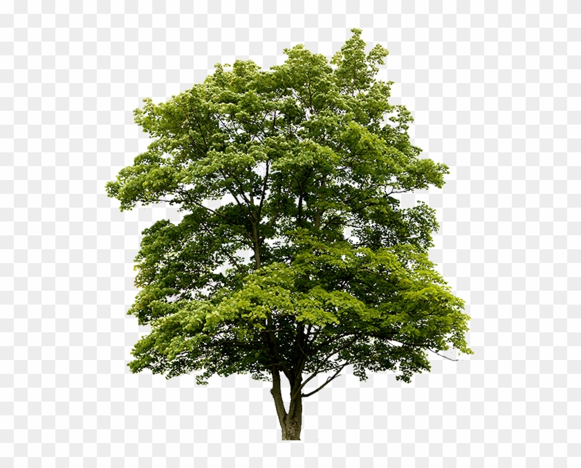 Australian Tree Png - Pine Tree Clipart #3609300