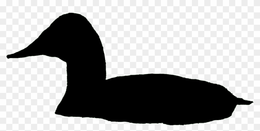 Canvasback Male Bronx Zoo - Canvasback Silhouette Clipart