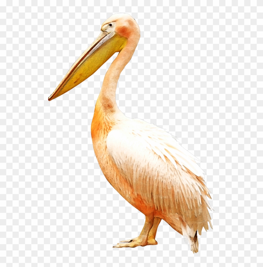 Clip Royalty Free Bird Pelican Clip Art - Pelikan Png Transparent Png #3611363