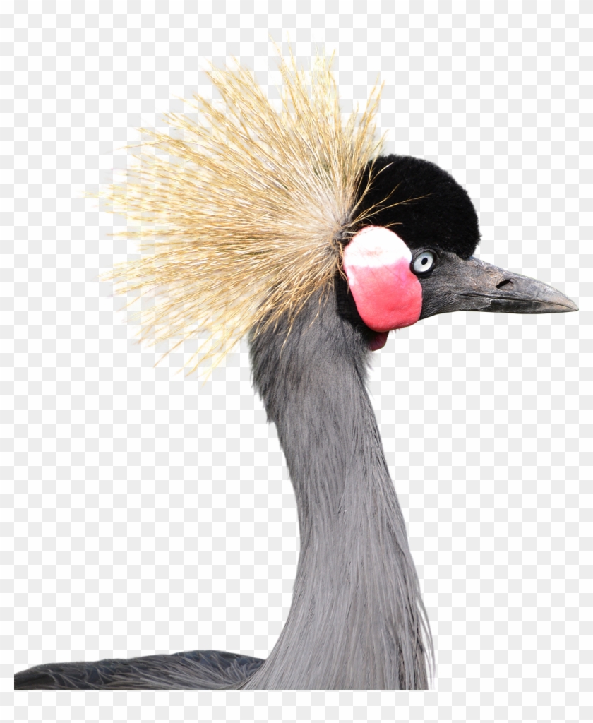 Gray - Grey Crowned Crane White Background Clipart