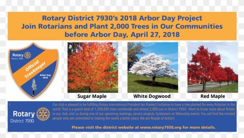 We Are Thrilled To Be Planting Trees In Our Community - Maple Clipart
