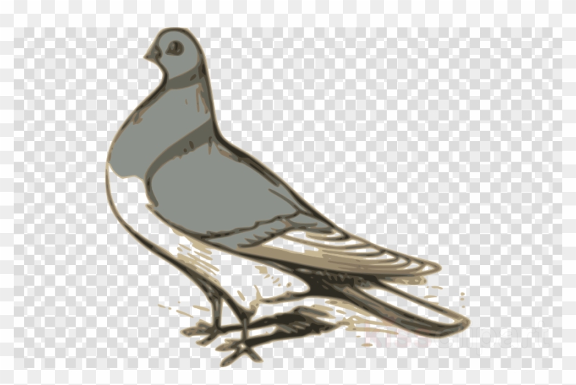 Custom Pigeon Sticker Clipart Pigeons And Doves Homing - Clip Art Burung Dara - Png Download