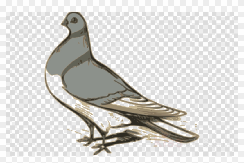 Custom Pigeon Sticker Clipart Pigeons And Doves Homing - Clip Art Burung Dara - Png Download #3612835