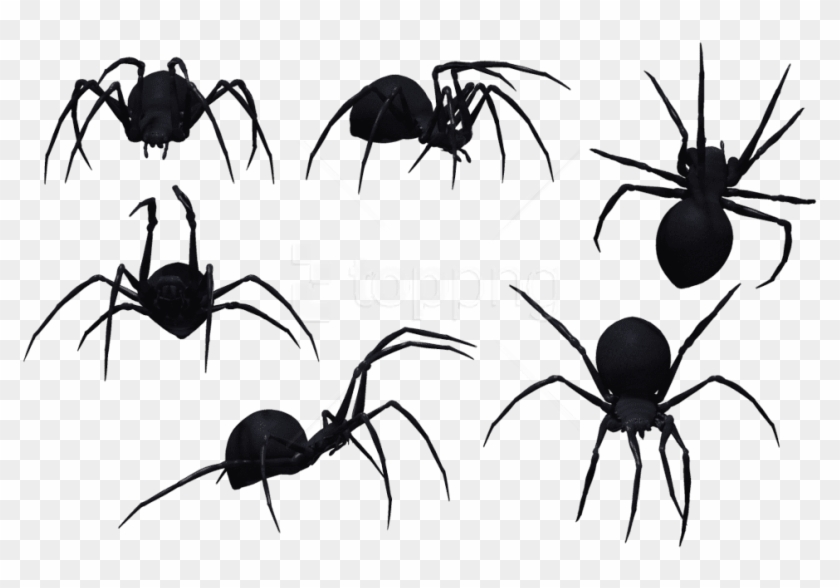 Free Png Spider Png Images Transparent - Spiders Png Clipart #3612845