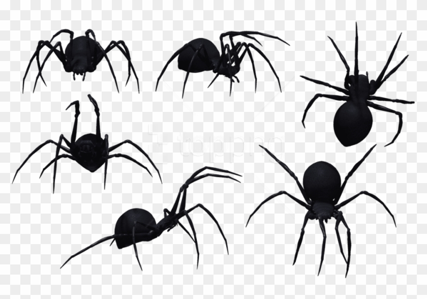 Free Png Spider Png Images Transparent - Spiders Png Clipart