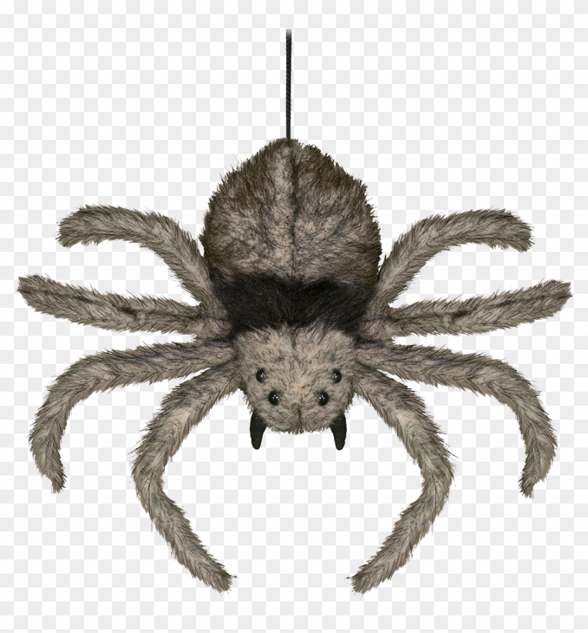 Halloween - Insect Clipart #3612904