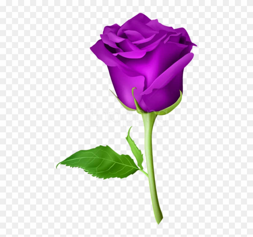 Free Png Download Rose Purple Transparent Png Images - Rose Flower Png Clipart #3614315
