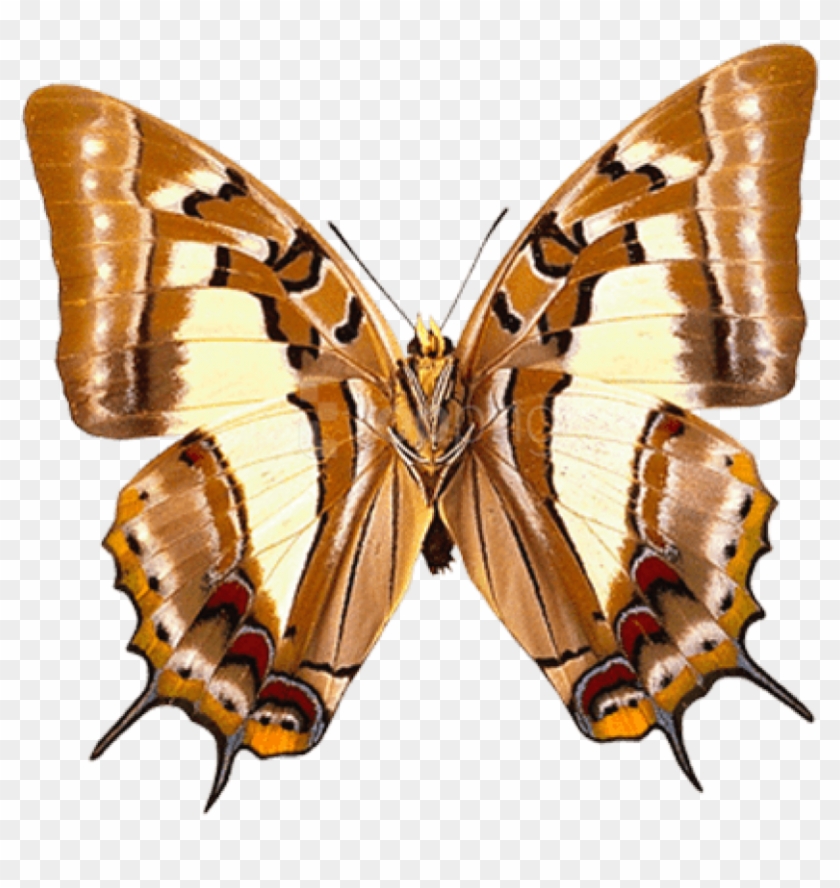 Free Png Download Butterfly Clipart Png Photo Png Images - Коричневая Бабочка На Прозрачном Фоне Transparent Png #3614319