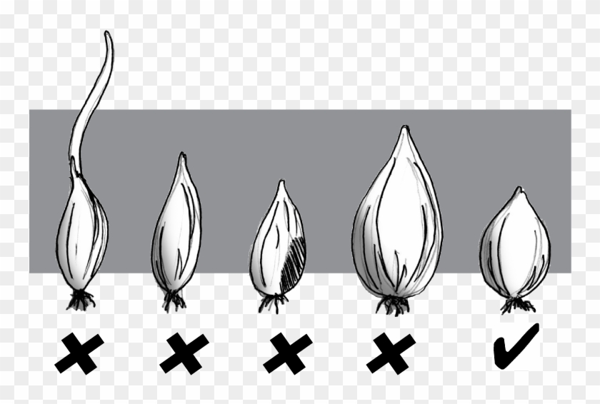 From - Grow White Onion Clipart