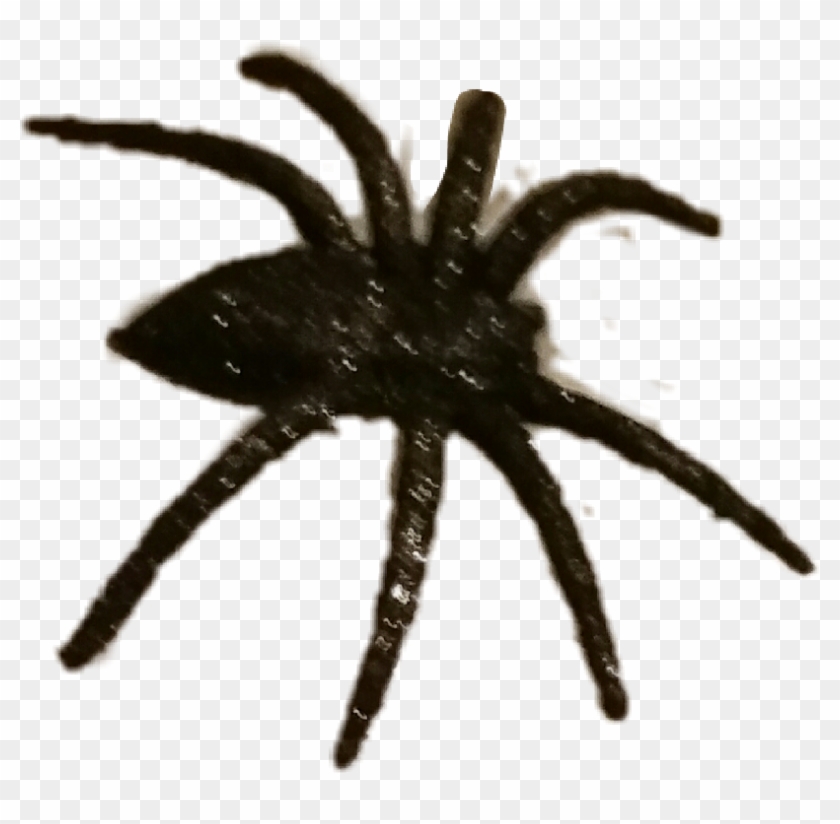 #halloween #spider #spooky #scary - Wolf Spider Clipart