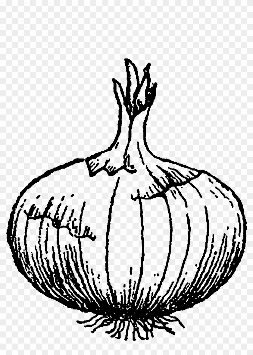 Digital Stamp Design - Onion Illustration Clipart #3614683