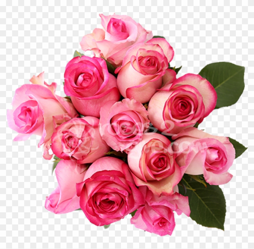 Buy Light Ping - Garden Roses Clipart #3614990