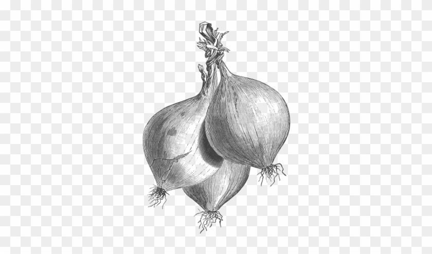 Projects - Shallot Clipart #3615024