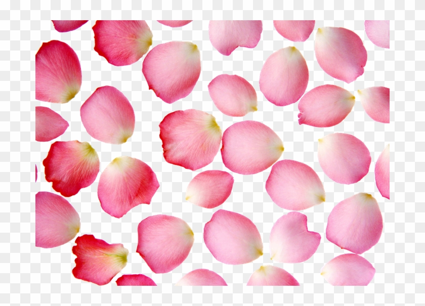 &174 Colecci&243n De Gifs Scrap De Petalos Flores - Rose Petals Clipart