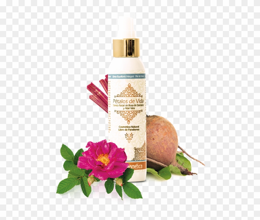 Nutre, Calma, Regenera Y Limpia En Profundidad, Dejando - Evergreen Rose Clipart #3616185