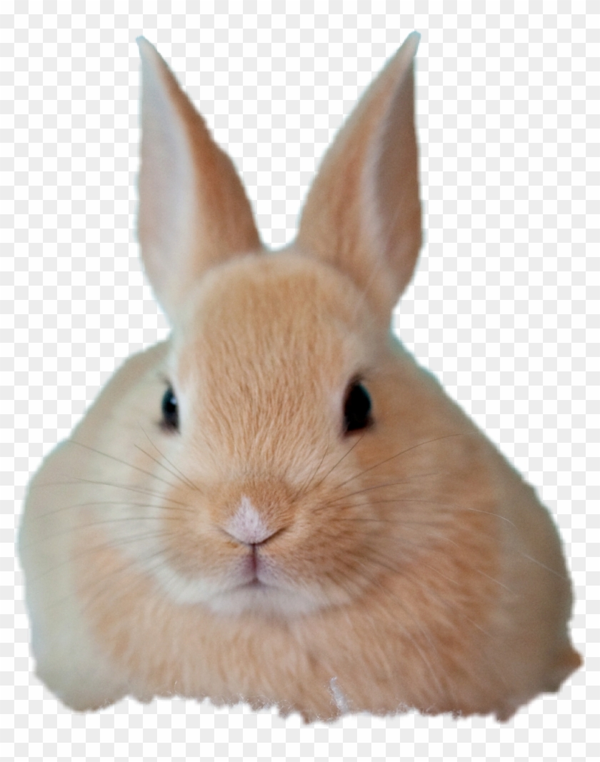 Babybunny Sticker - Rabbit Clipart