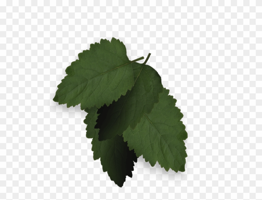 Baroque Siberian Pine - Ulmus Alata Clipart