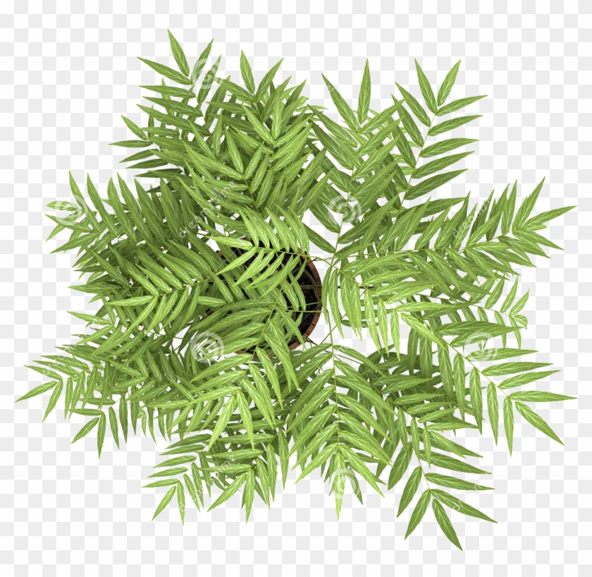 Plant Overlooking Photography Tree The Flowers Stock - Pot Plant Top View Clipart