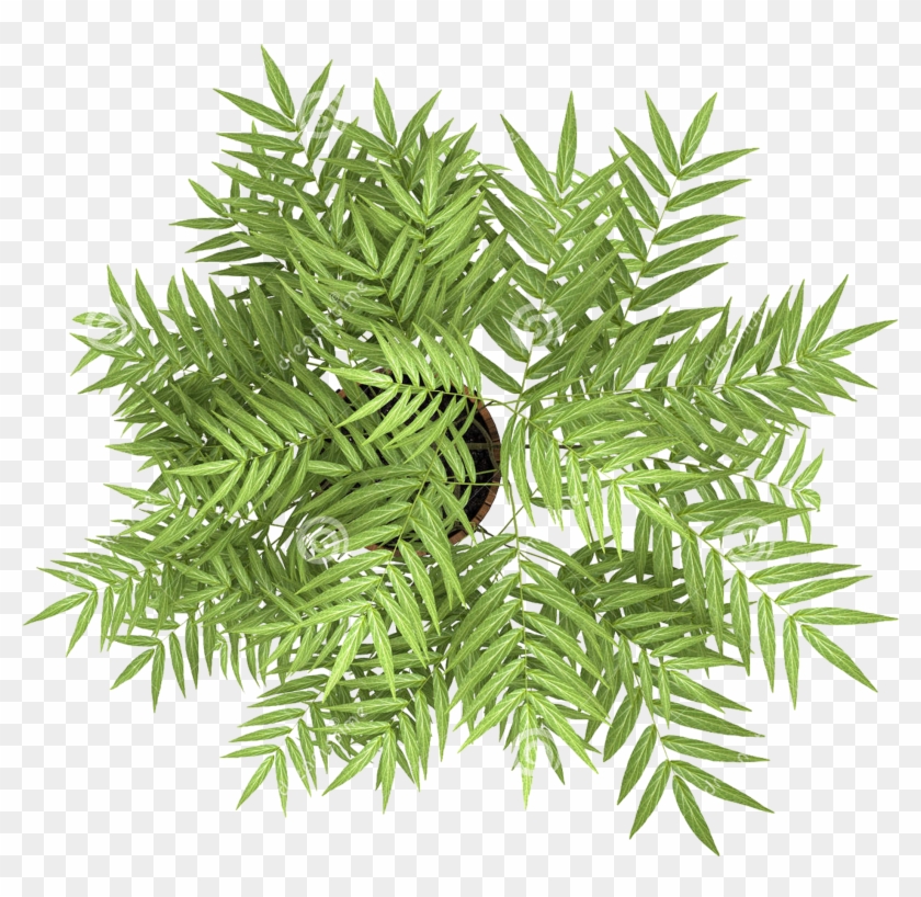 Plant Overlooking Photography Tree The Flowers Stock - Pot Plant Top View Clipart #3617572