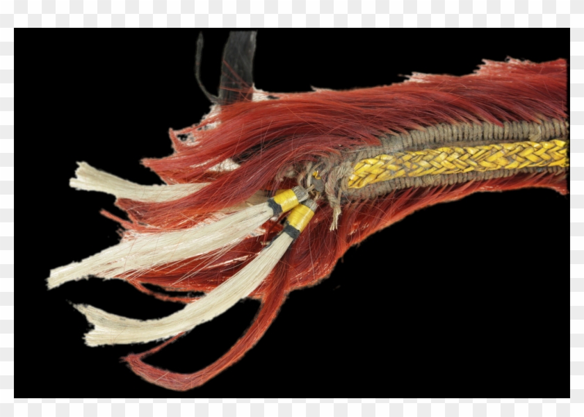 Cephalopod Clipart #3617730