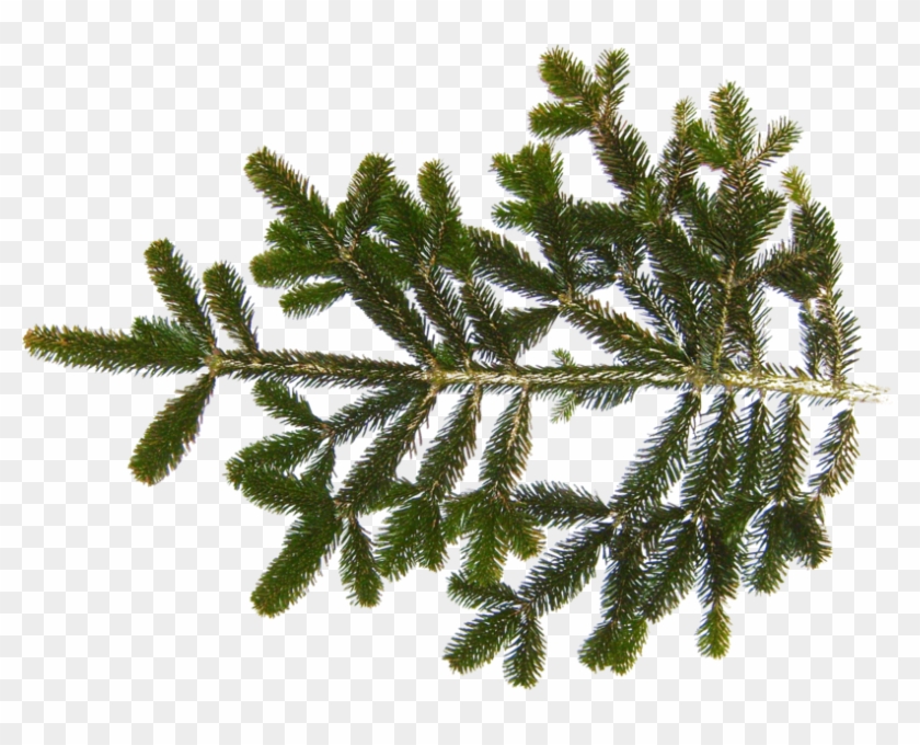 Share This Image - Fir Tree Branch Texture Clipart