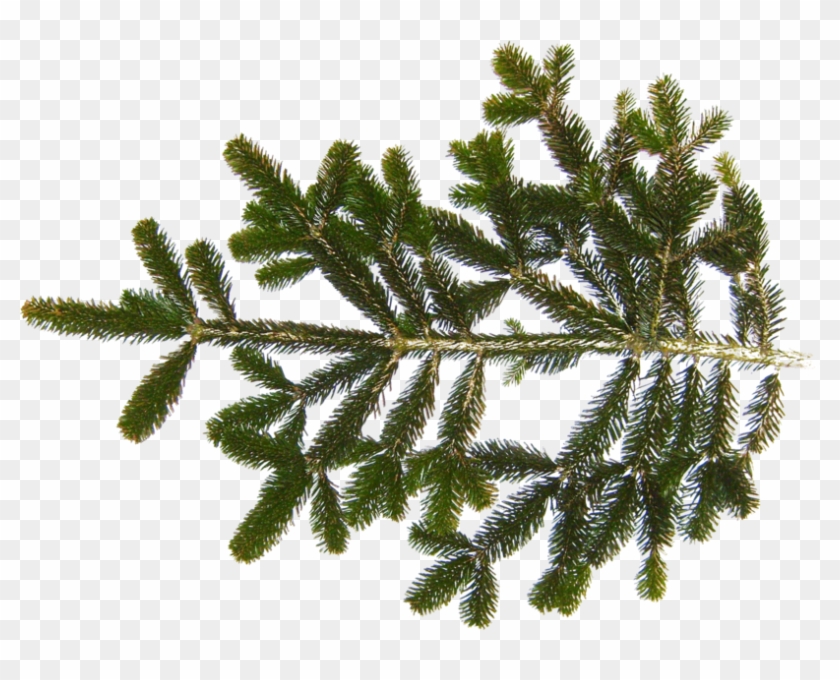 Share This Image - Fir Tree Branch Texture Clipart #3617764