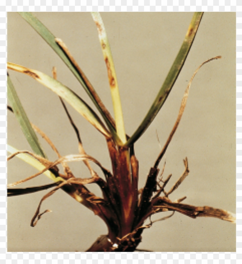 Dreschlera Leaf Spot - Houseplant Clipart