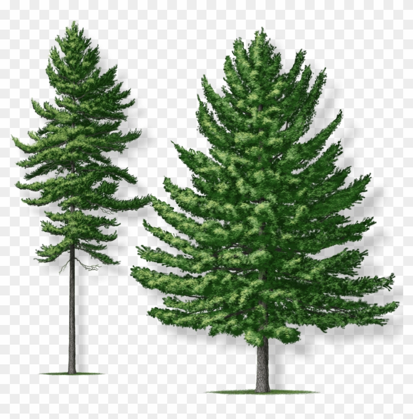 Expand Image - Norway Pine Robert O Brien Clipart