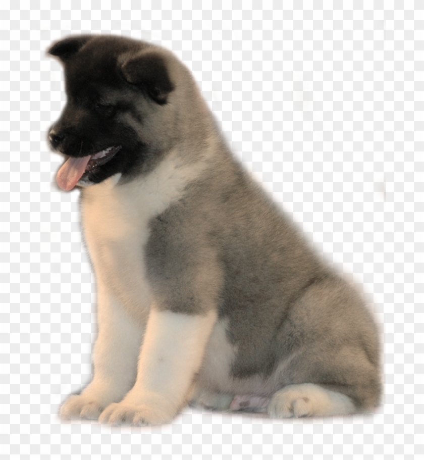 Dog Transparent Akita - Akita Puppy Transparent Clipart