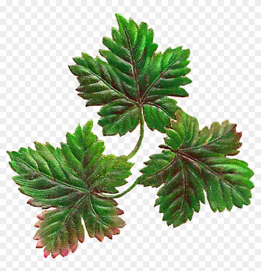Digital Botanical Leaves Clip Art Downloads - Pond Pine - Png Download